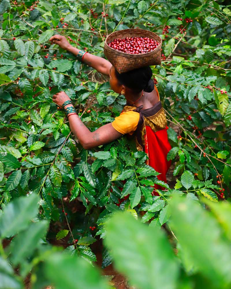Café indien Araku : meilleur café de spécialité