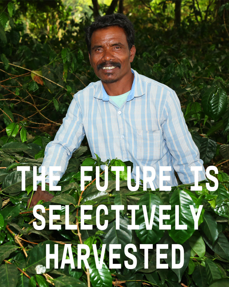 Korra Veeranna fermier producteur de café de spécialité dans la vallée d'Araku